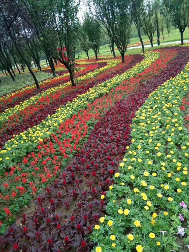 青州草花羽衣甘蓝批发供应基地