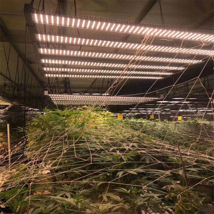 深圳植物灯厂家供应800W八爪鱼植物灯800W八爪鱼植物补光