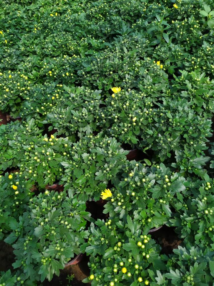 山東鼎諾花卉菊花千頭菊國慶菊大量供應(yīng)