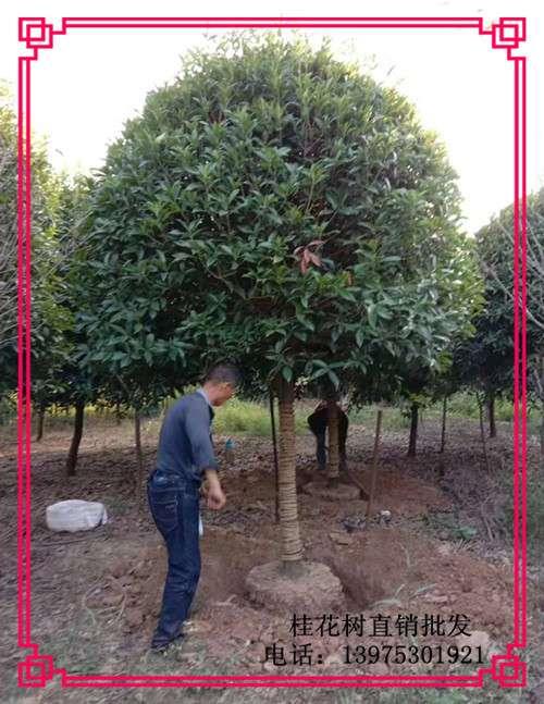 湖南桂花树-精品长沙跳马桂花价格现挖现卖找宏景