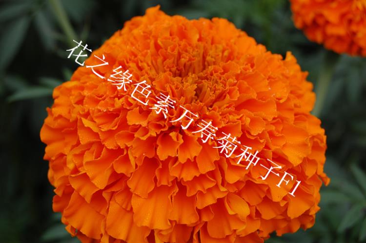 赤峰花之缘花卉 赤峰色素万寿菊种子 色素万寿菊种子生产厂家