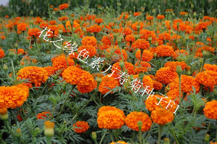 花之缘花卉色素万寿菊种子价格 F1代杂交色素万寿菊种子批发价