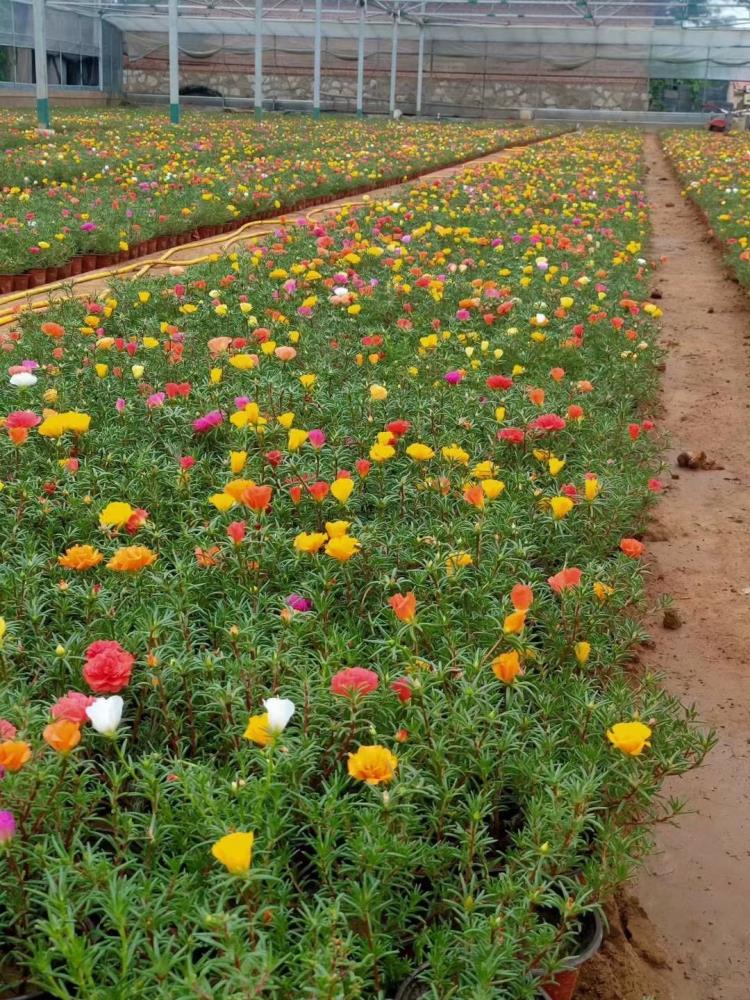 冬季草花羽衣甘藍種植基地