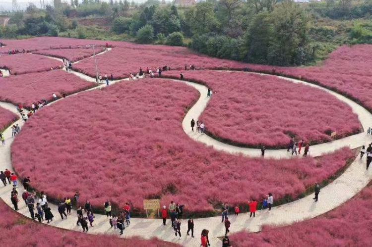 山東網(wǎng)紅草粉黛亂子草批發(fā)基地