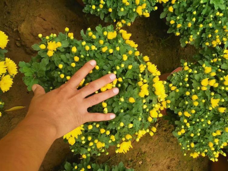 芝櫻花海小苗供應基地叢生福祿考小苗