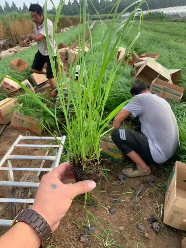 山東觀賞草狼尾草種植基地