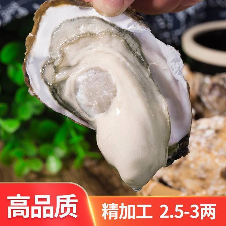 威海金给利乳山牡蛎养殖合作社 乳山生蚝批发