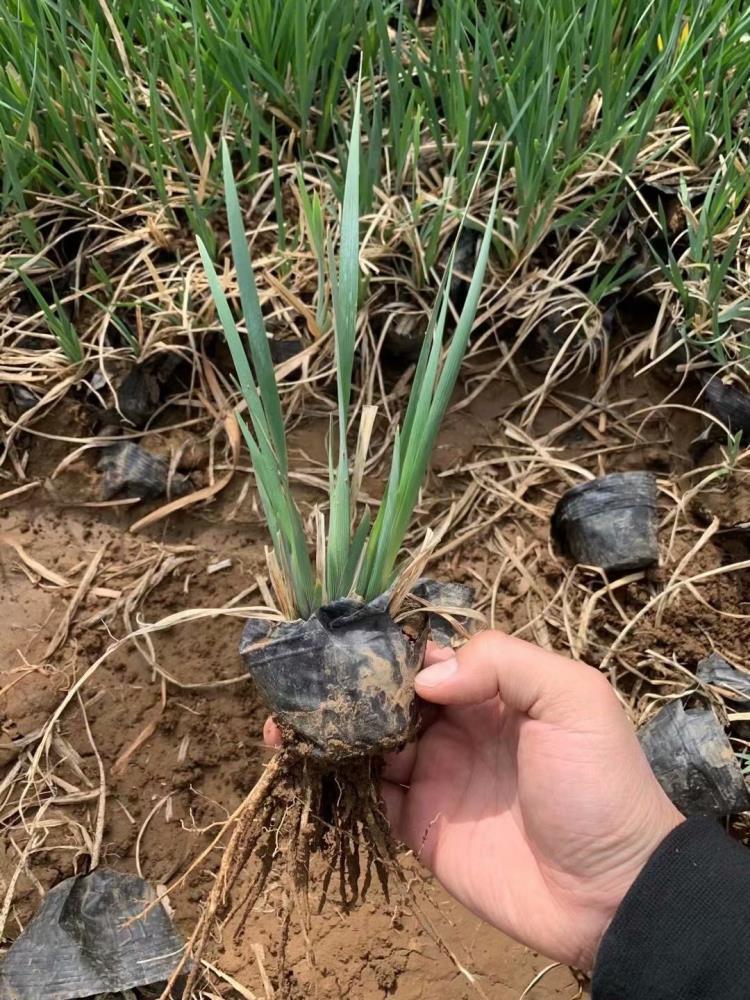 馬蘭種植基地 山東馬蘭批發(fā)基地