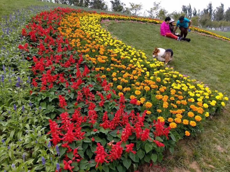 山東青州綠化草花批發(fā)基地