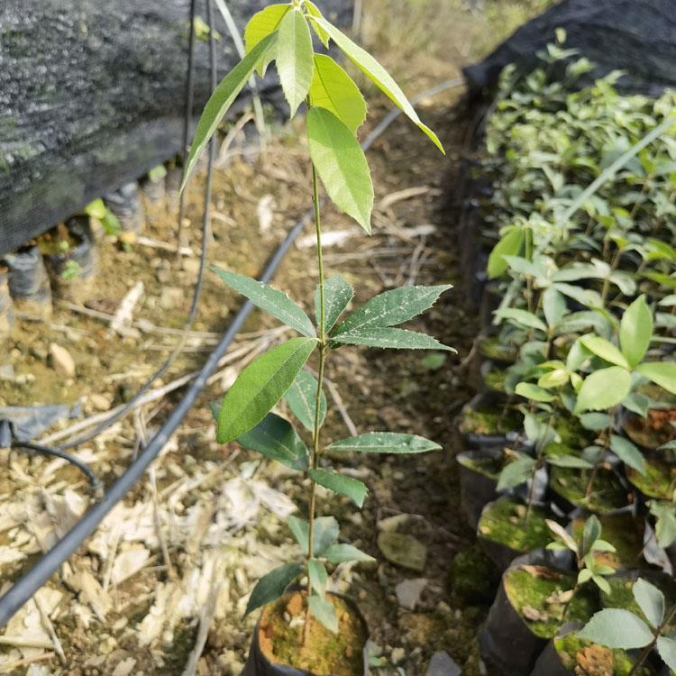 赤皮青岡袋苗 赤皮青岡苗 高度40厘米赤皮青岡