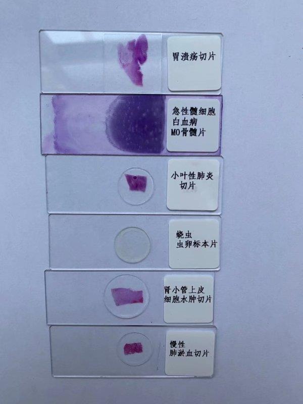 生物切片组织切片显微镜下HE染色特殊玻片医学院校实验室研究所