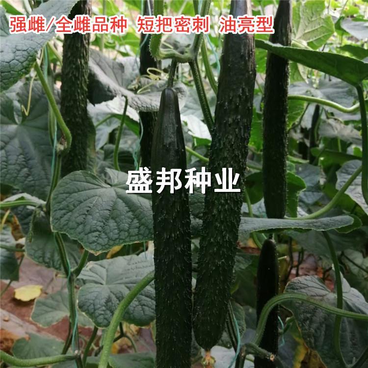 强雌油亮型大黄瓜苗 全雌大黄瓜苗 德瑞特越夏黄瓜苗