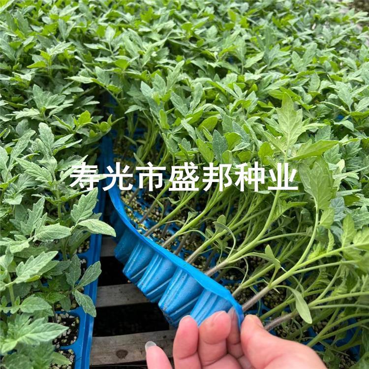 口感柿子苗 普罗旺斯西红柿苗 草莓柿子苗 铁皮柿子苗