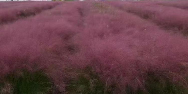 粉黛亂子草花海苗