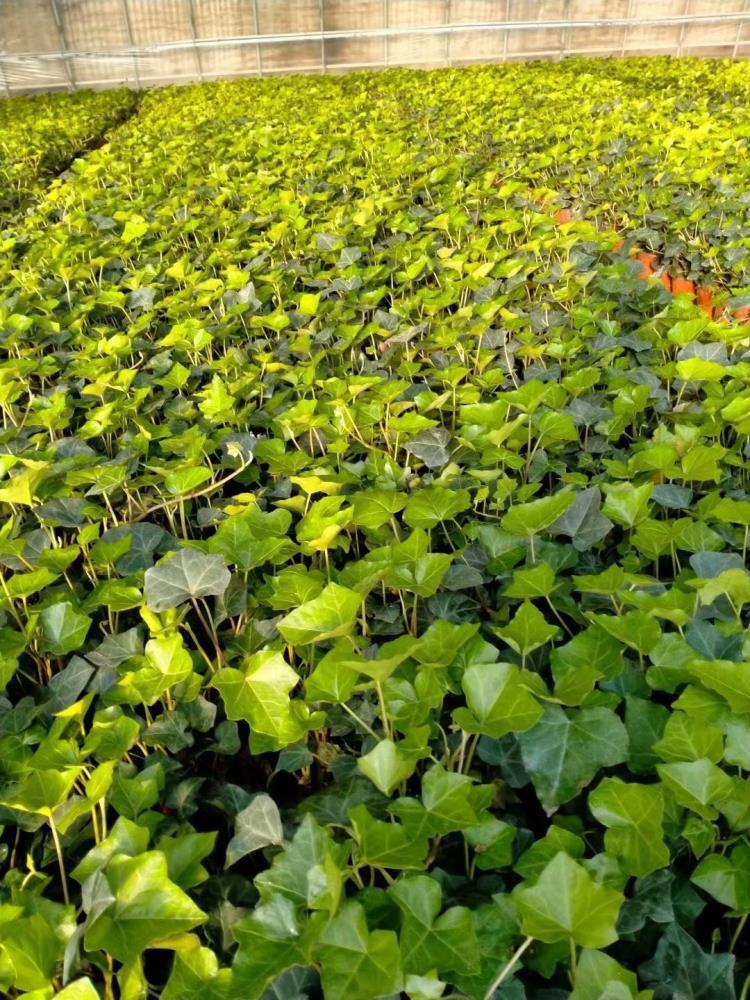 花海馬鞭草種植基地