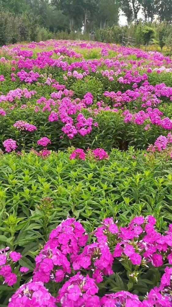 宿根花卉馬鞭草種植基地