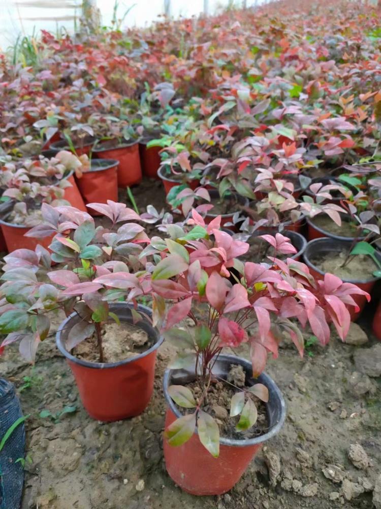 山東波斯菊花海綠化杯苗