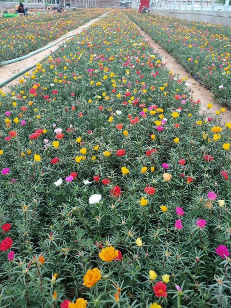 青州豐花月季種植基地