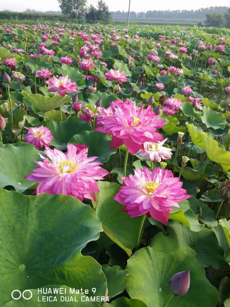 辽宁荷花种植价格 粉色荷花苗批发基地 荷花种苗栽植技术