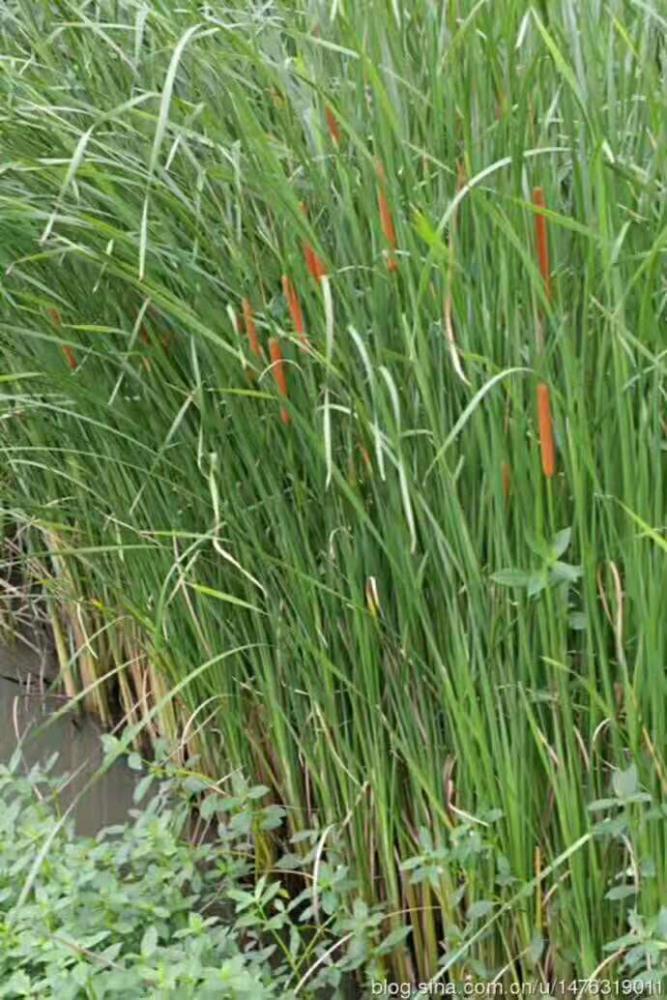 内蒙古香蒲价格 香蒲苗种植 香蒲种苗批发 香蒲种子