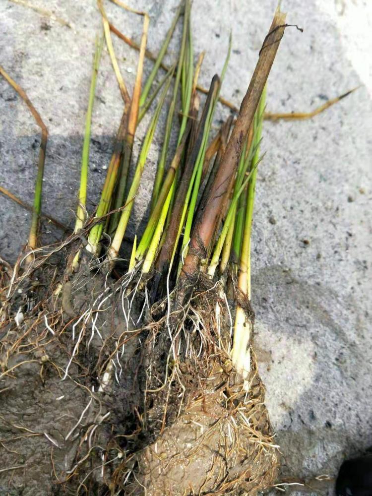 内蒙古香蒲价格 香蒲苗种植 香蒲种苗批发 香蒲种子