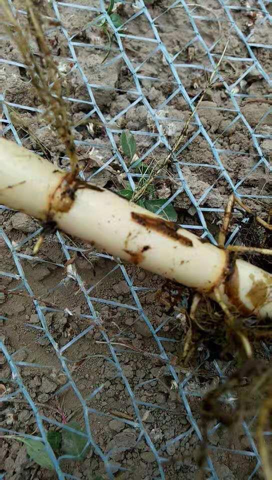 浙江芦苇苗种植 浙江芦苇种苗价格 浙江芦苇种植施工