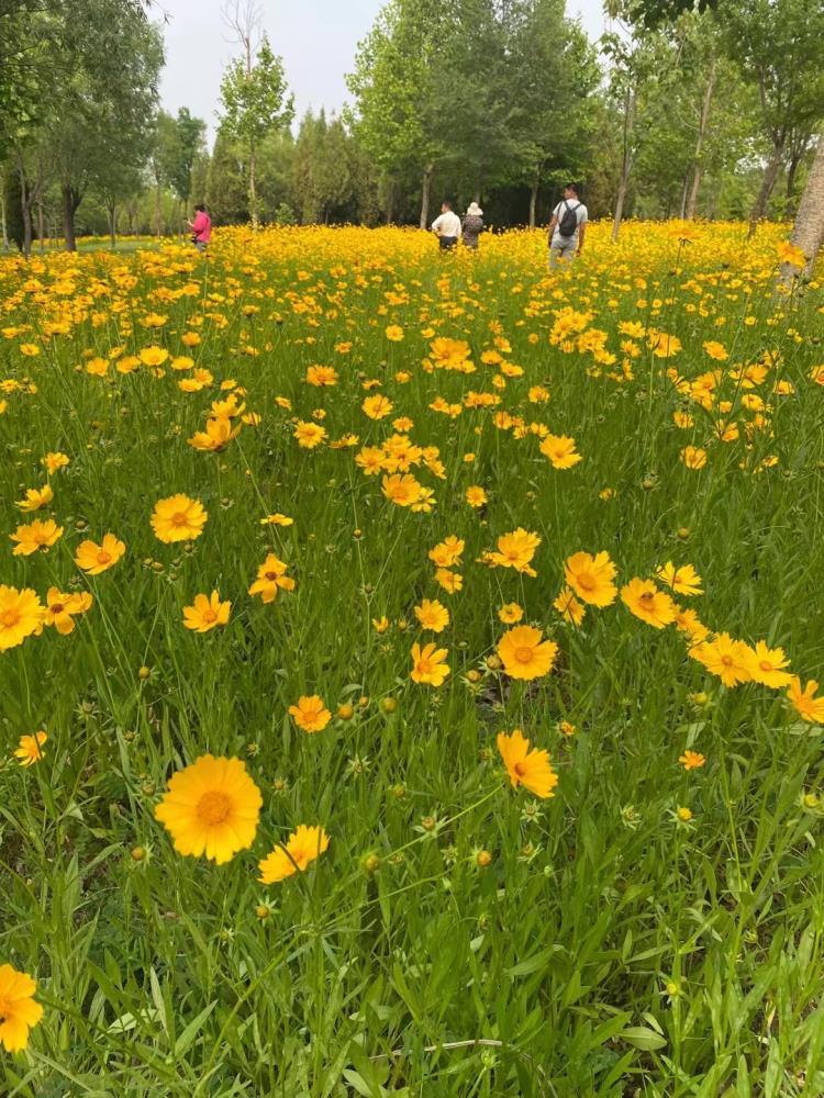 青州金雞菊種植基地