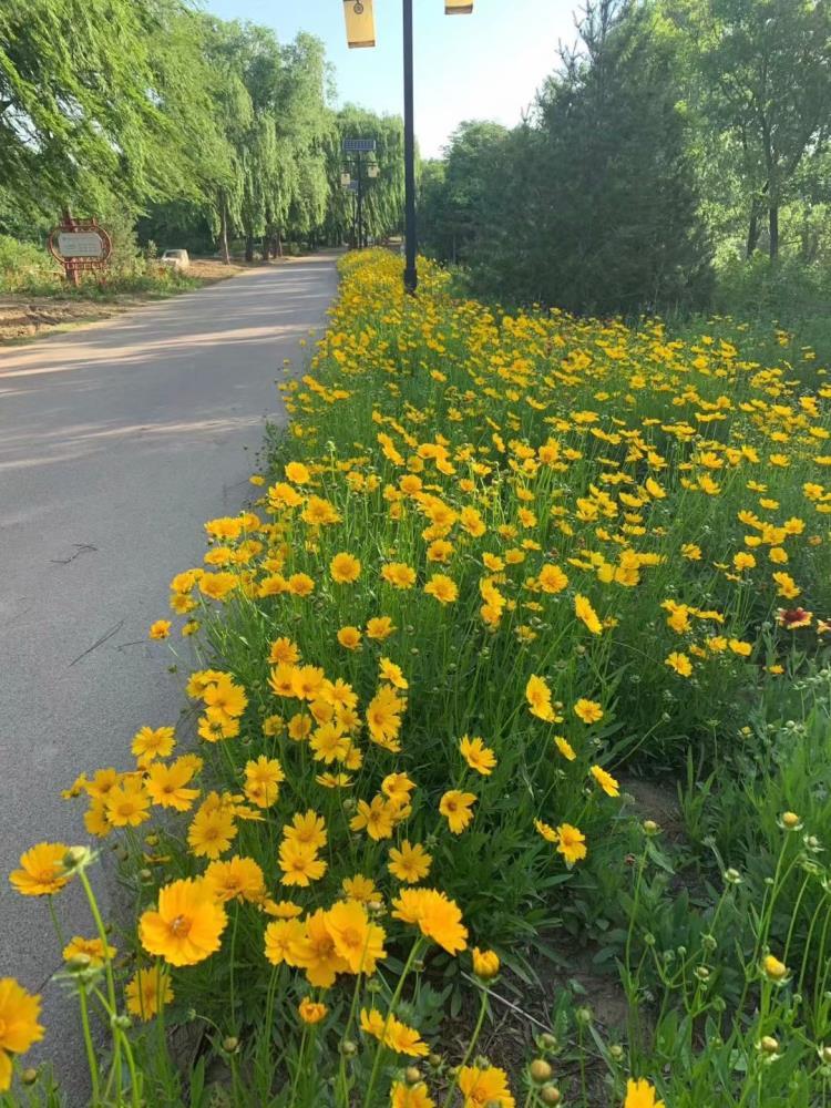 宿根花卉金雞菊