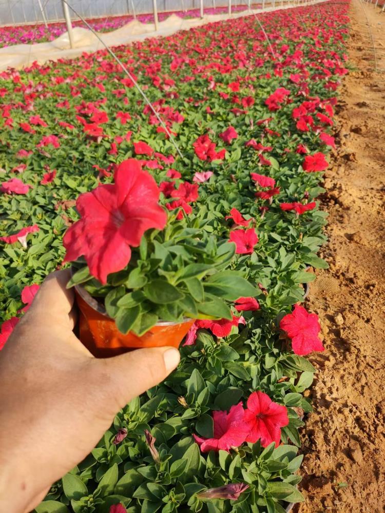 青州草花孔雀草基地