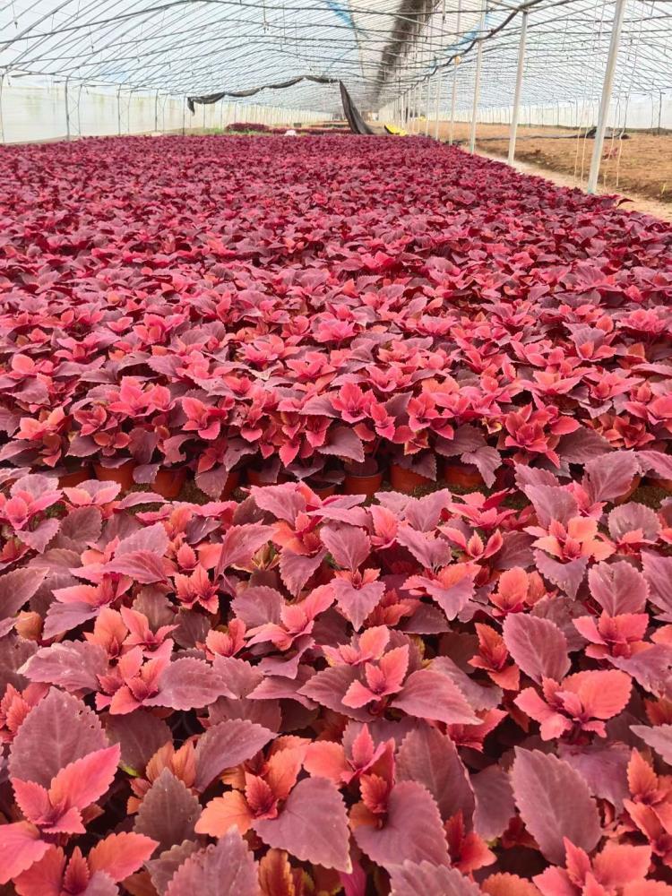 青州草花彩葉草供應(yīng)基地