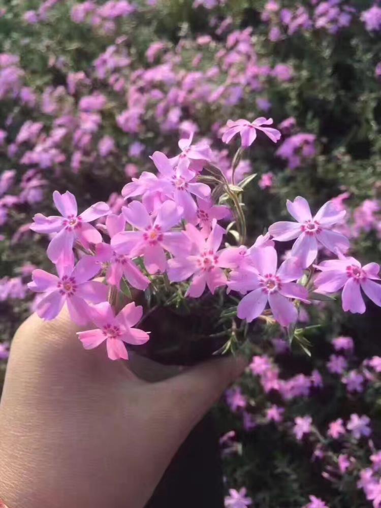 青州宿根草花芝櫻種植基地