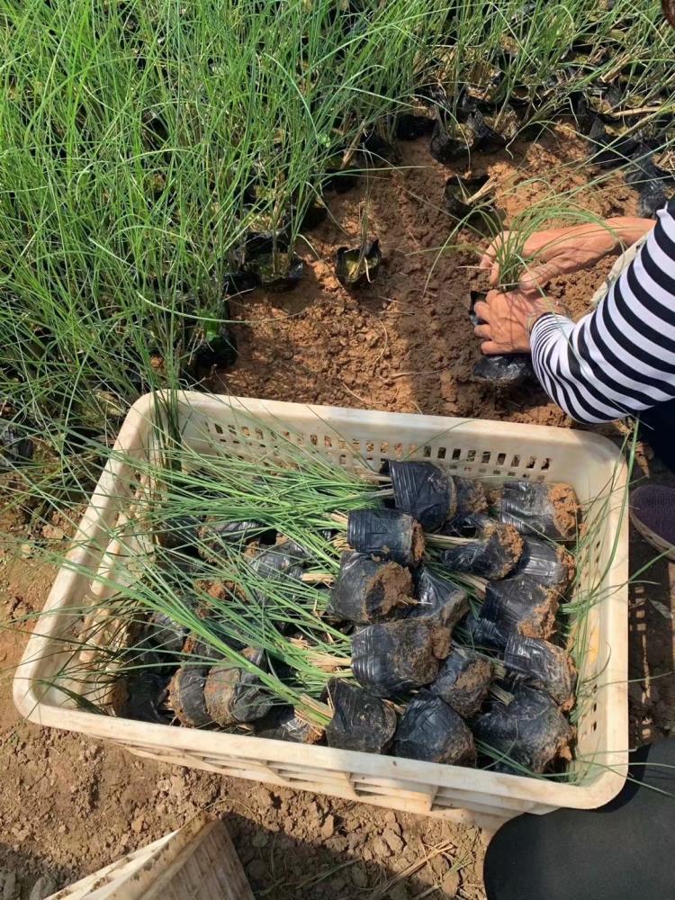 青州細(xì)葉芒批發(fā)基地