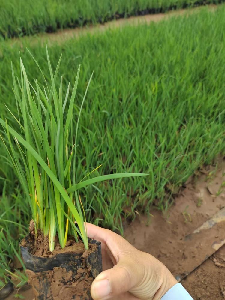 山東青州多芽馬蘭種植批發(fā)基地