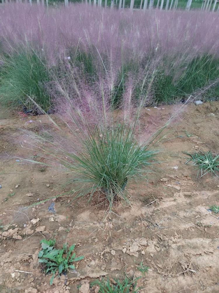 青州觀賞草粉黛亂子草種植基地