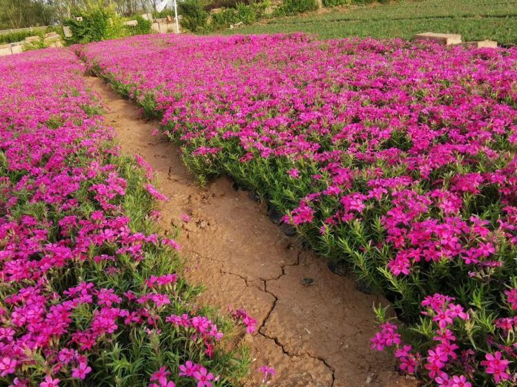 綠化用芝櫻種植基地道路用芝櫻種植基地