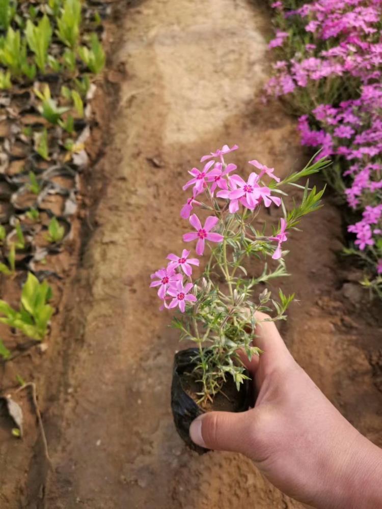 芝櫻種苗芝櫻種植芝櫻養(yǎng)殖芝櫻小苗