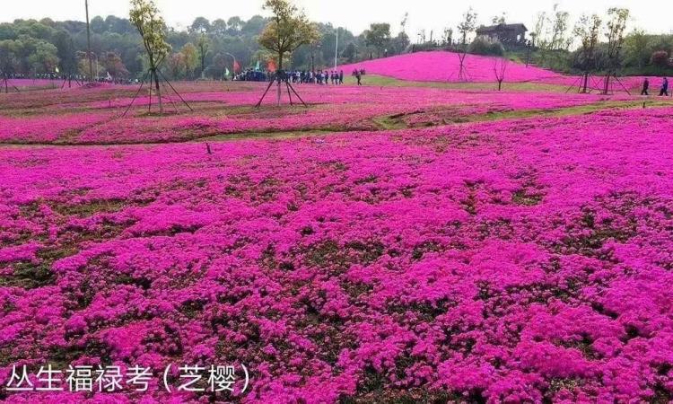 福祿考別稱芝櫻叢生福祿考杯苗基地培育長勢好