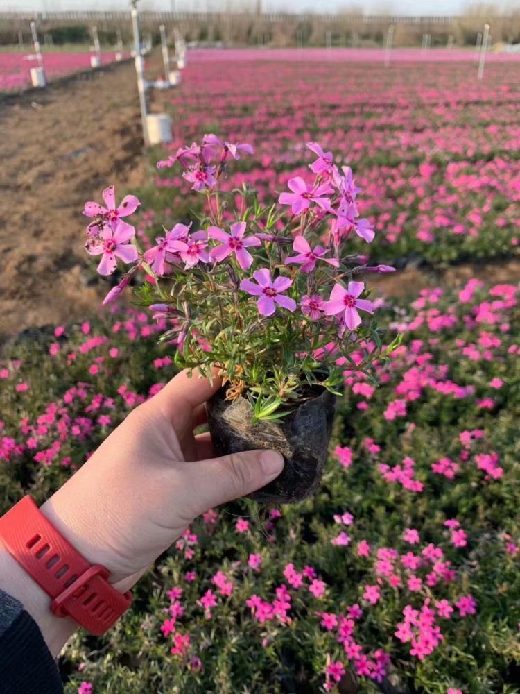 叢生福祿考別名芝櫻耐寒花壇苗花色艷麗豐富