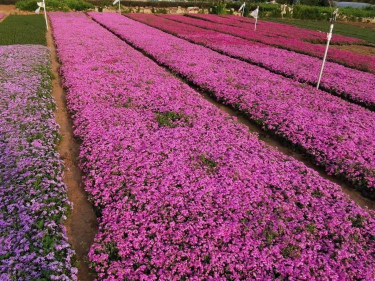 芝櫻花海綠化苗芝櫻種植基地花色多觀賞價值高