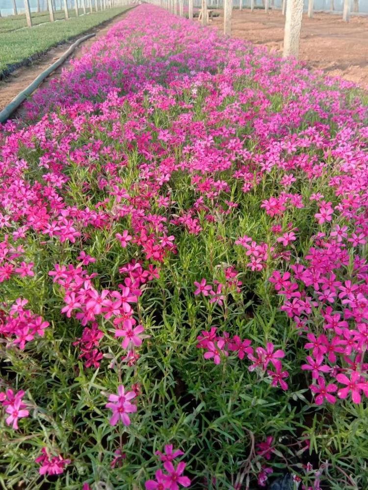 花海用芝櫻叢生福祿考小苗花期長美麗芳香觀賞價值高