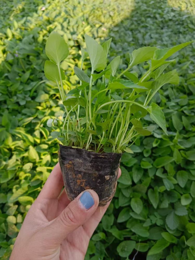 紫花地丁種植基地 山東紫花地丁