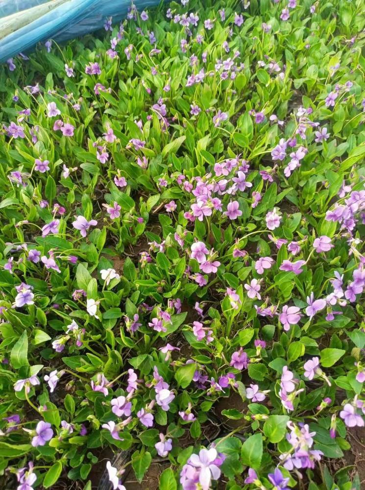 紫花地丁出售公園綠化鋪地植物 多年生宿根草花