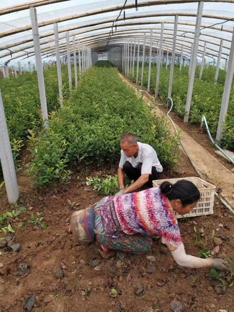 紅葉石楠常綠小喬木行道樹種植觀賞