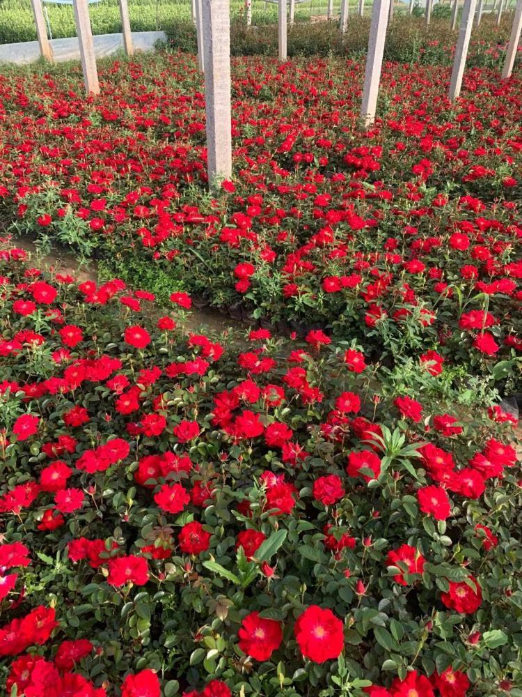 山東月季種植基地 街道旁作沿墻的花籬