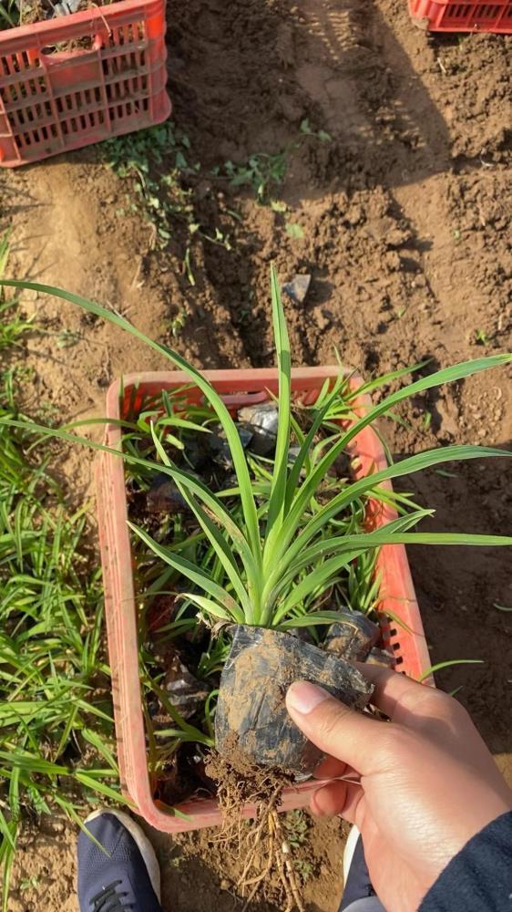 青州大花萱草種植基地