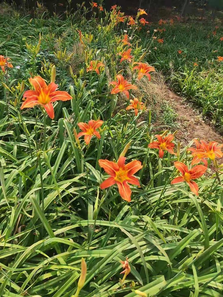 青州大花萱草批發(fā)基地