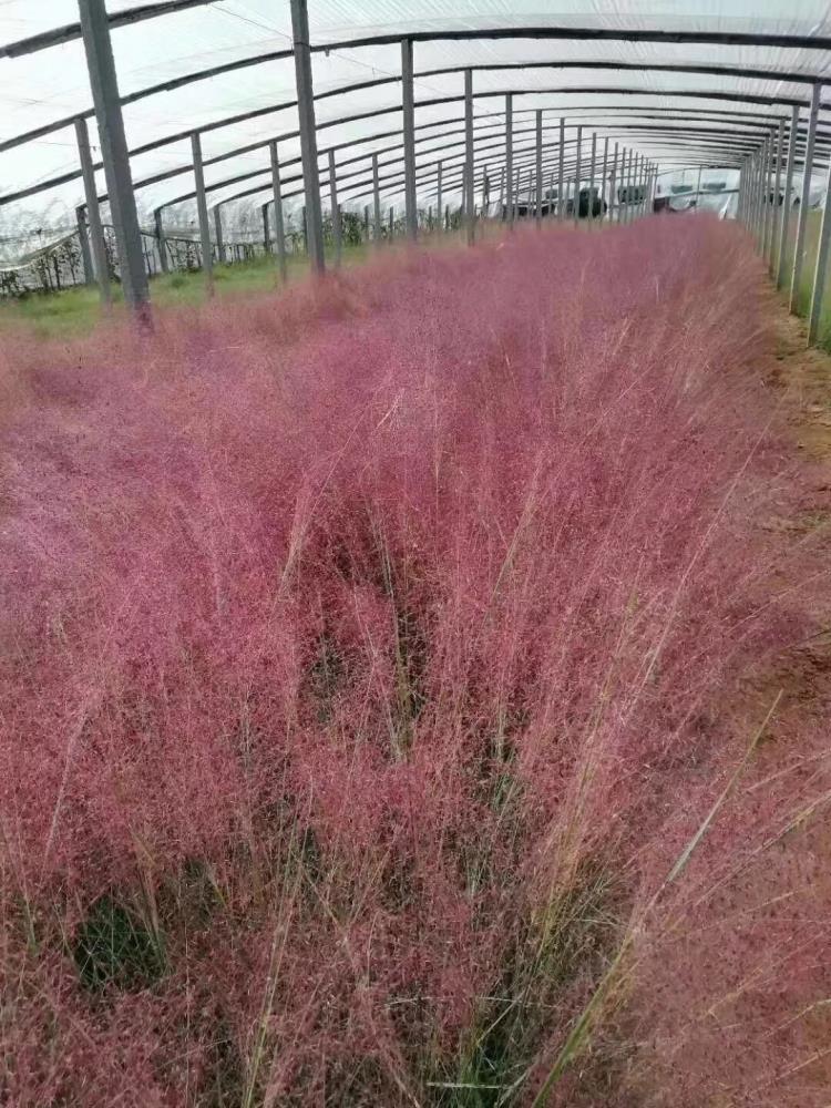 山東粉黛亂子草花苗基地