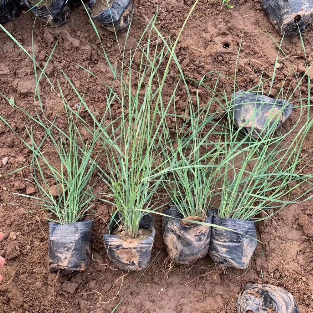 青州觀賞草粉黛亂子草苗種植基地