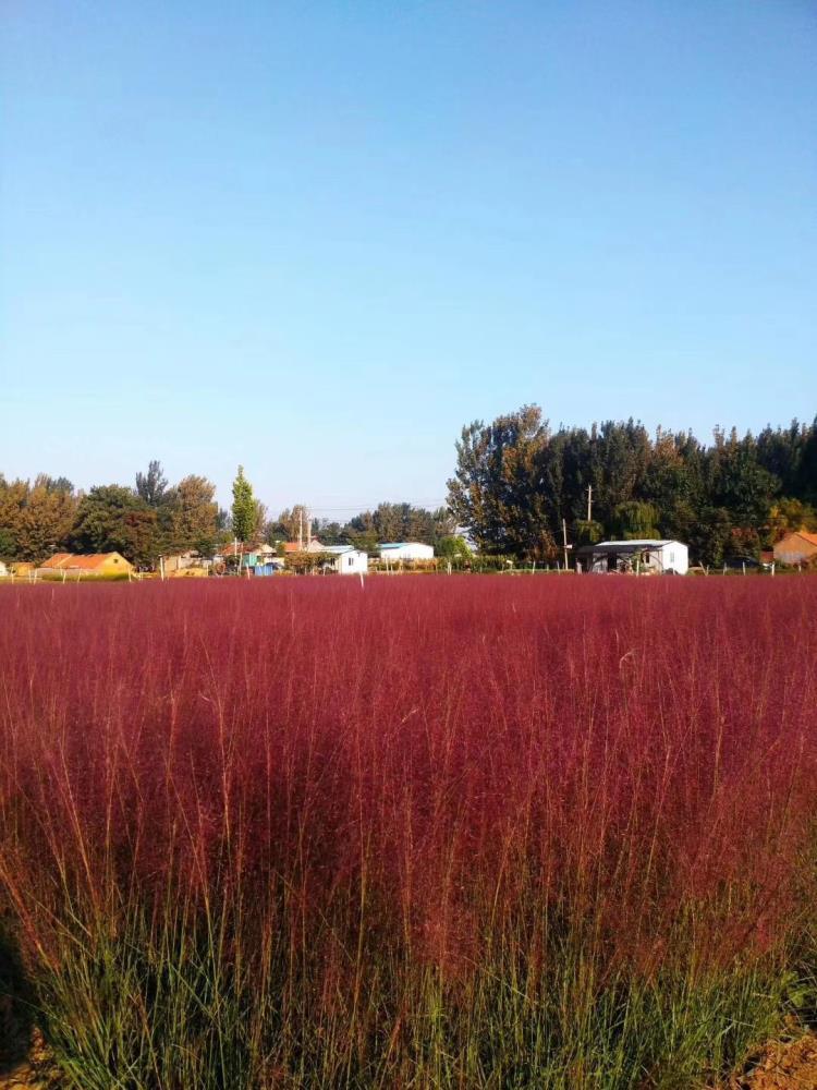 觀賞草粉黛亂子草小苗批發(fā)基地