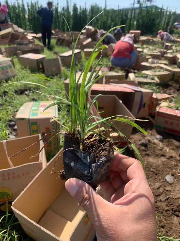 青州麥冬種植批發(fā)基地